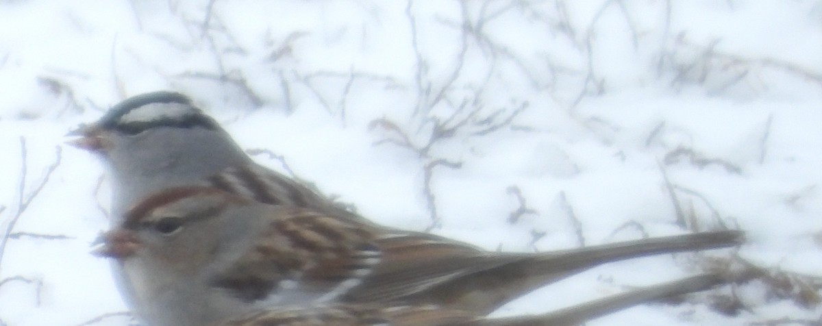 White-crowned Sparrow - ML628986061