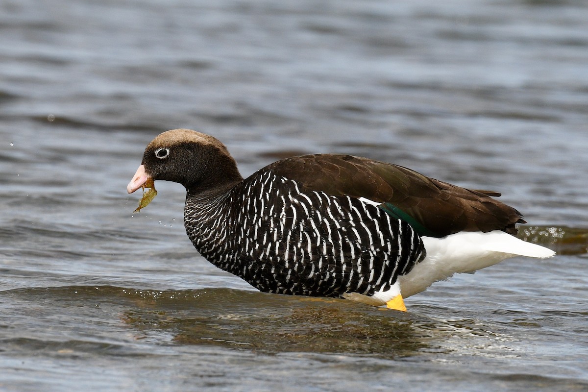 Kelp Goose - ML628986314