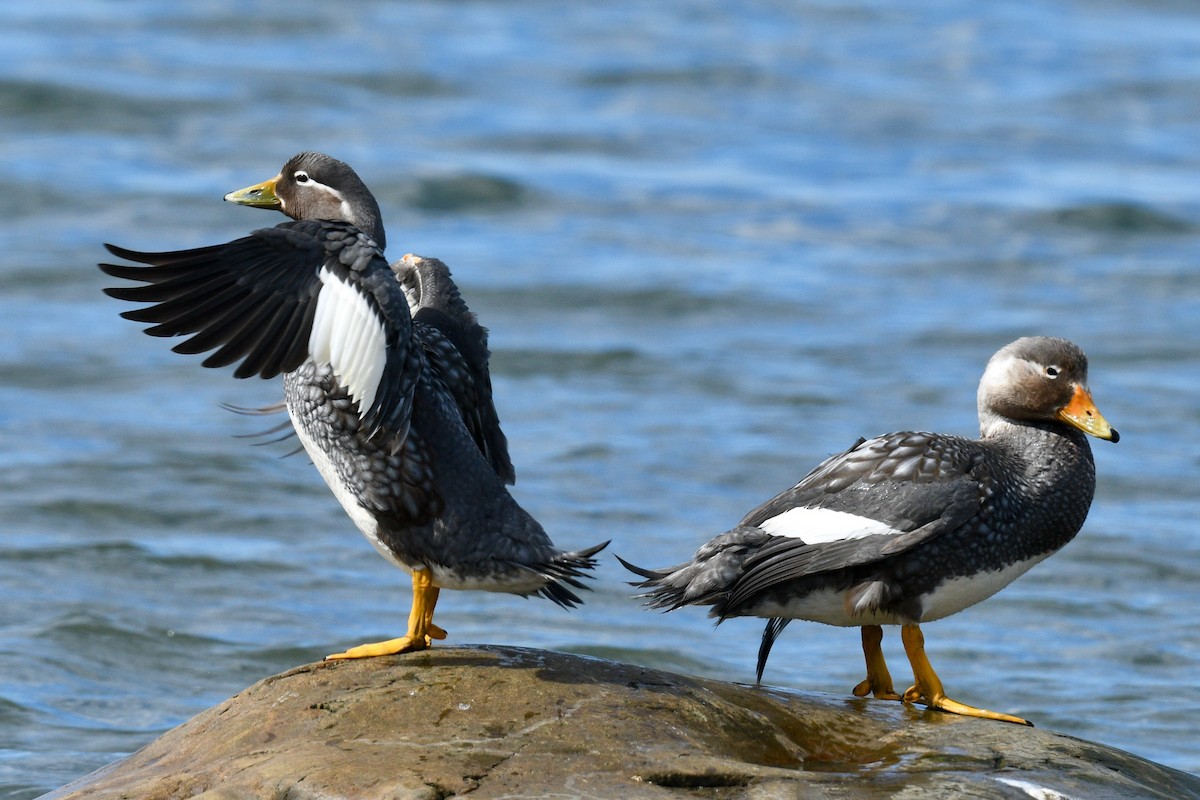 Flying Steamer-Duck - ML628986342