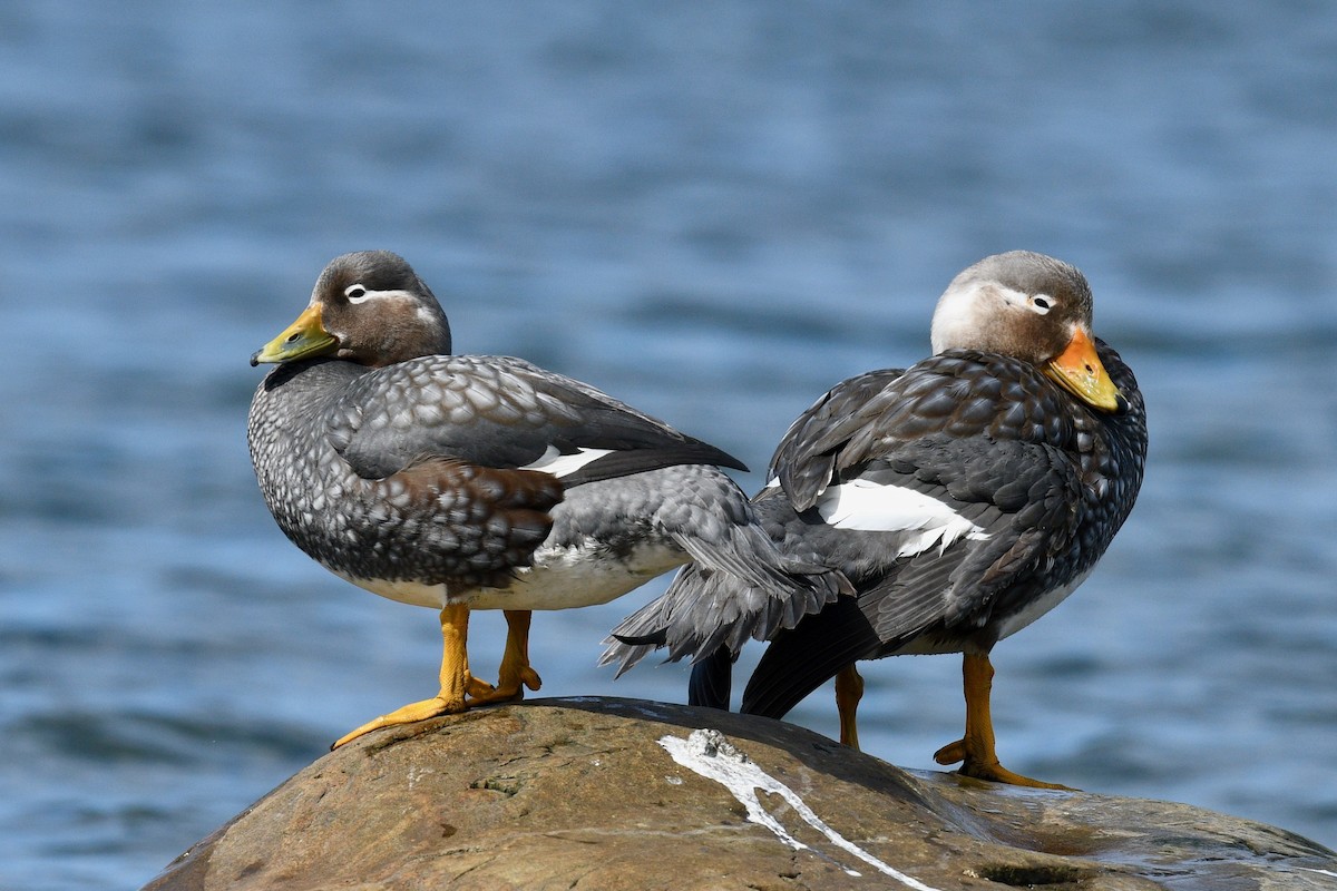 Flying Steamer-Duck - ML628986343