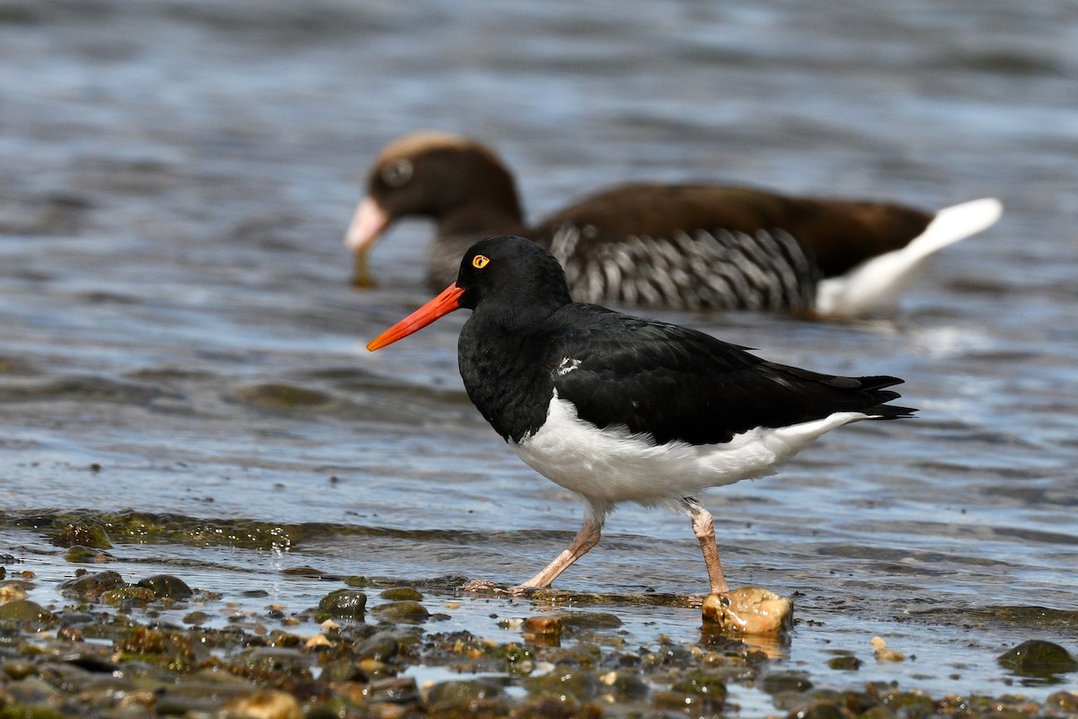 Magellanic Oystercatcher - ML628986388