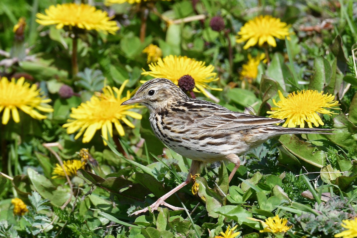 Correndera Pipit - ML628986404