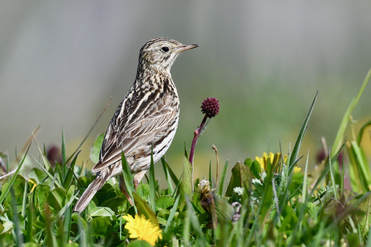 Correndera Pipit - ML628986533