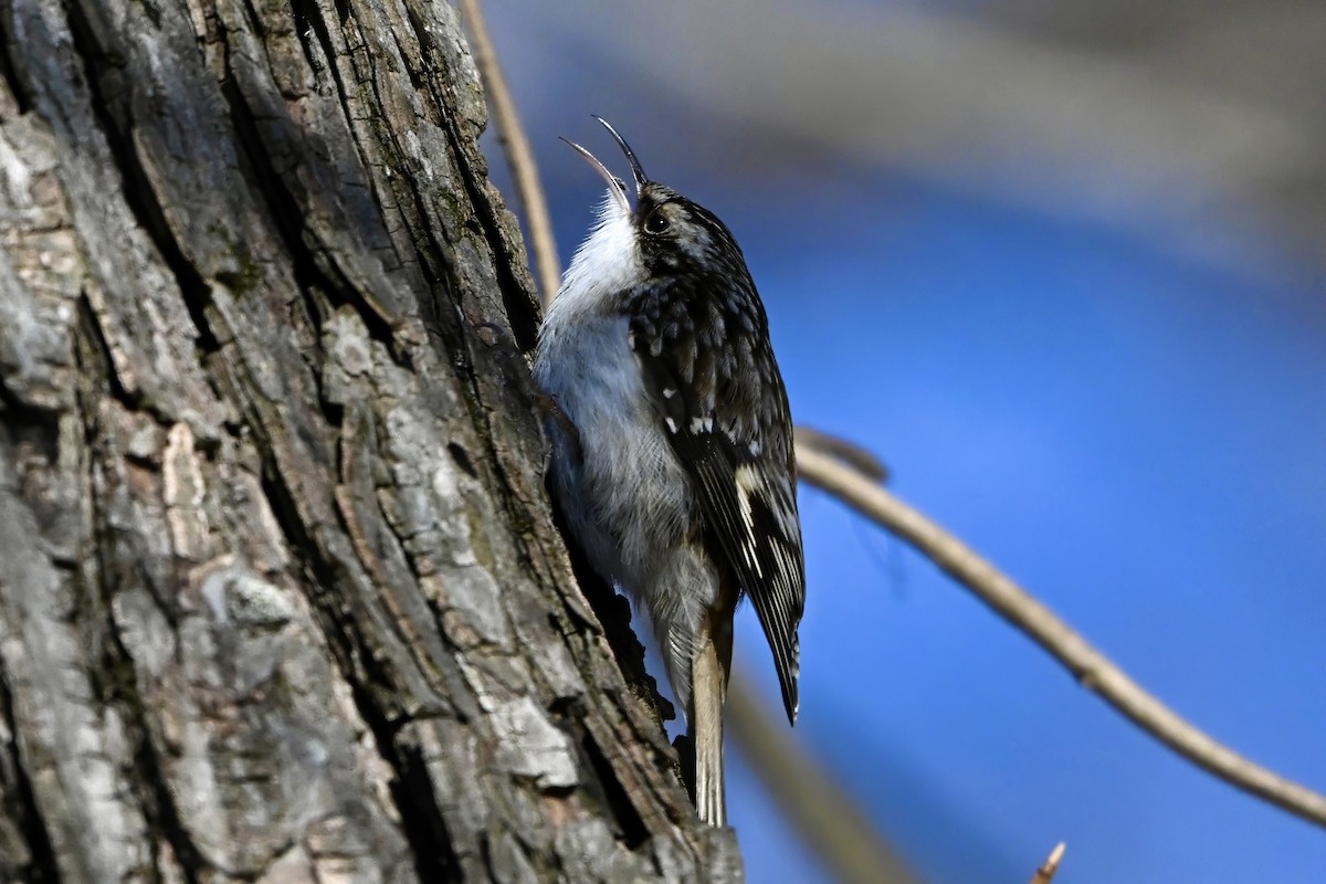 Brown Creeper - ML628986669