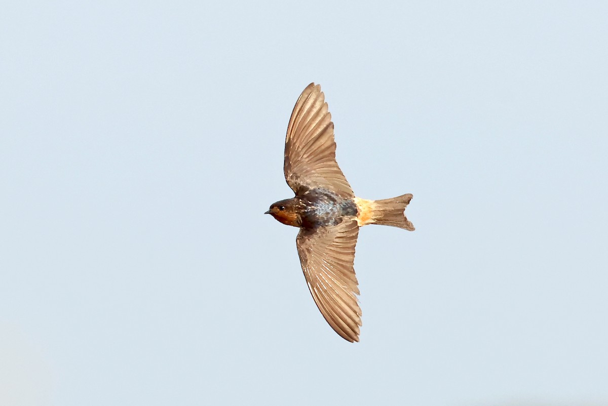 Red-throated Swallow - ML628986677