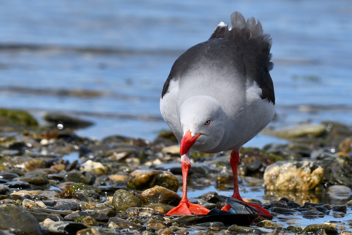 Dolphin Gull - ML628986767