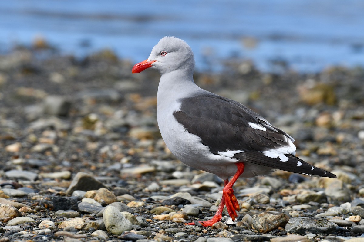 Dolphin Gull - ML628986769