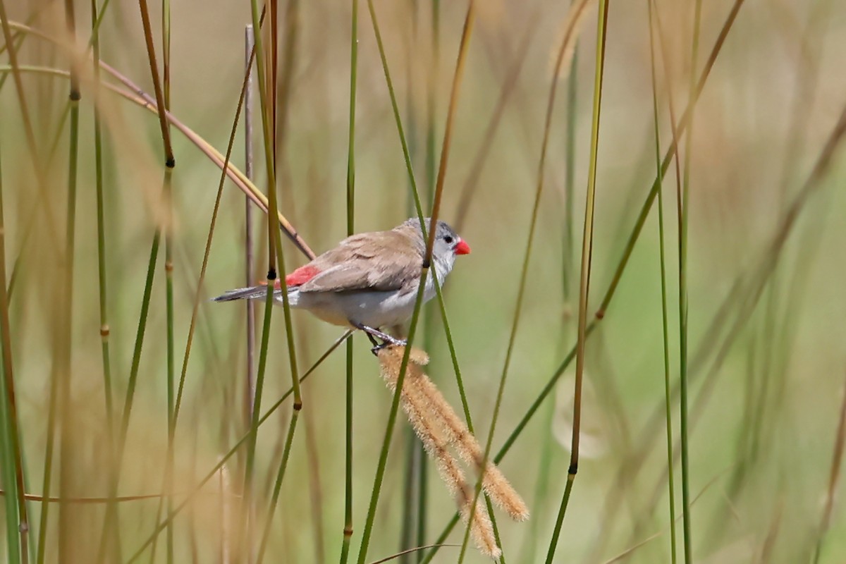 Fawn-breasted Waxbill - ML628986776