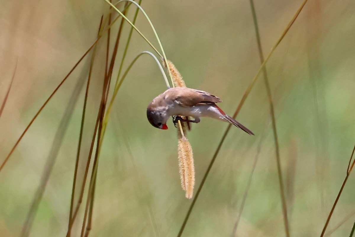 Fawn-breasted Waxbill - ML628986777