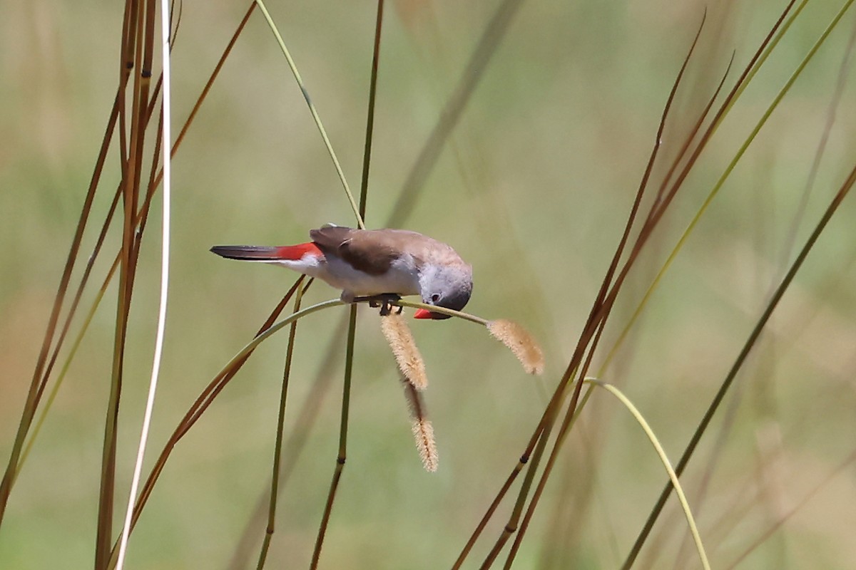 Fawn-breasted Waxbill - ML628986781