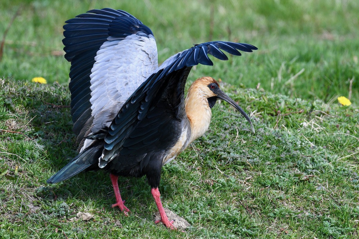 Black-faced Ibis - ML628986799