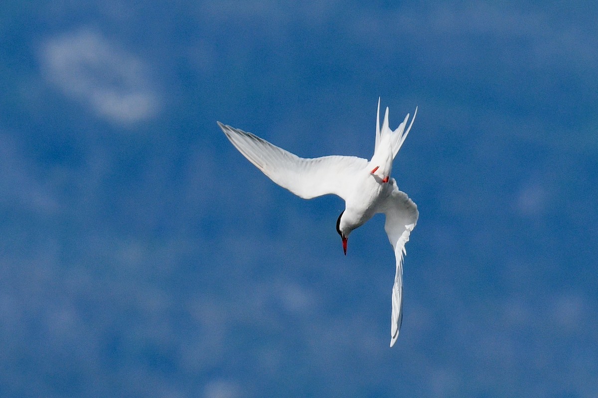 South American Tern - ML628986867