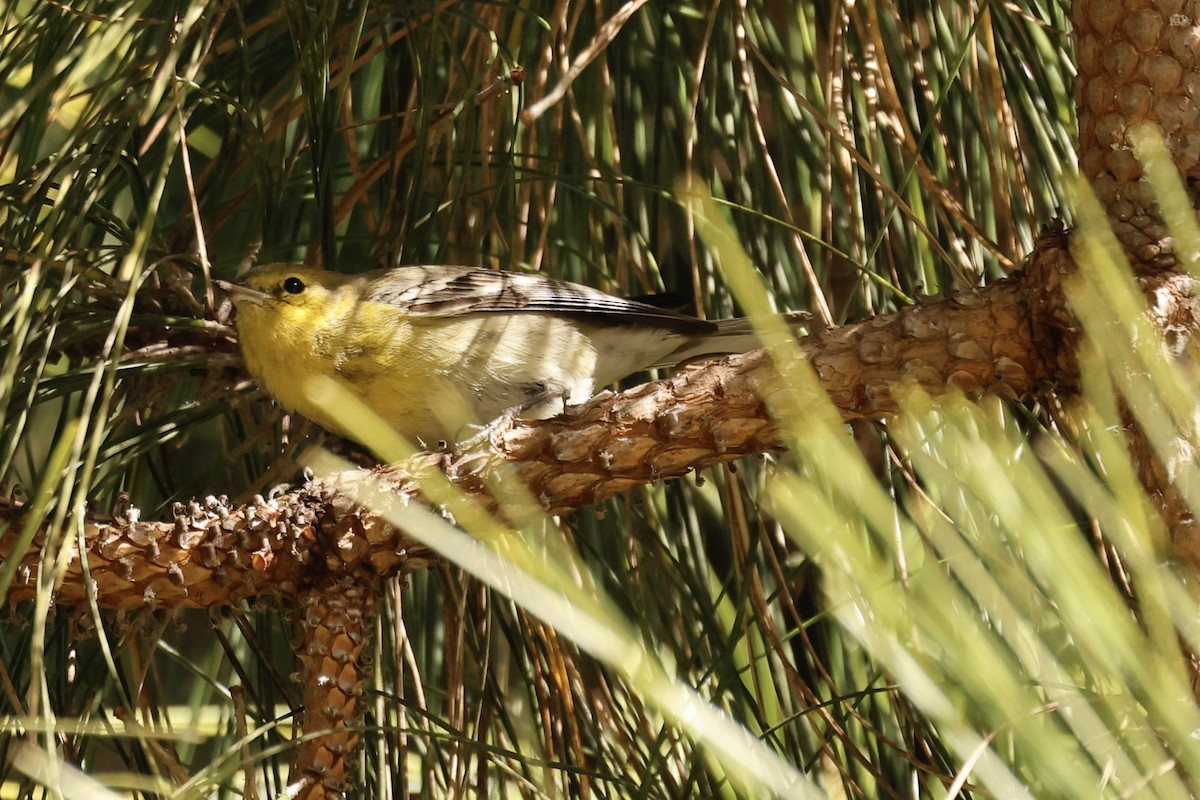 Pine Warbler - ML628986895
