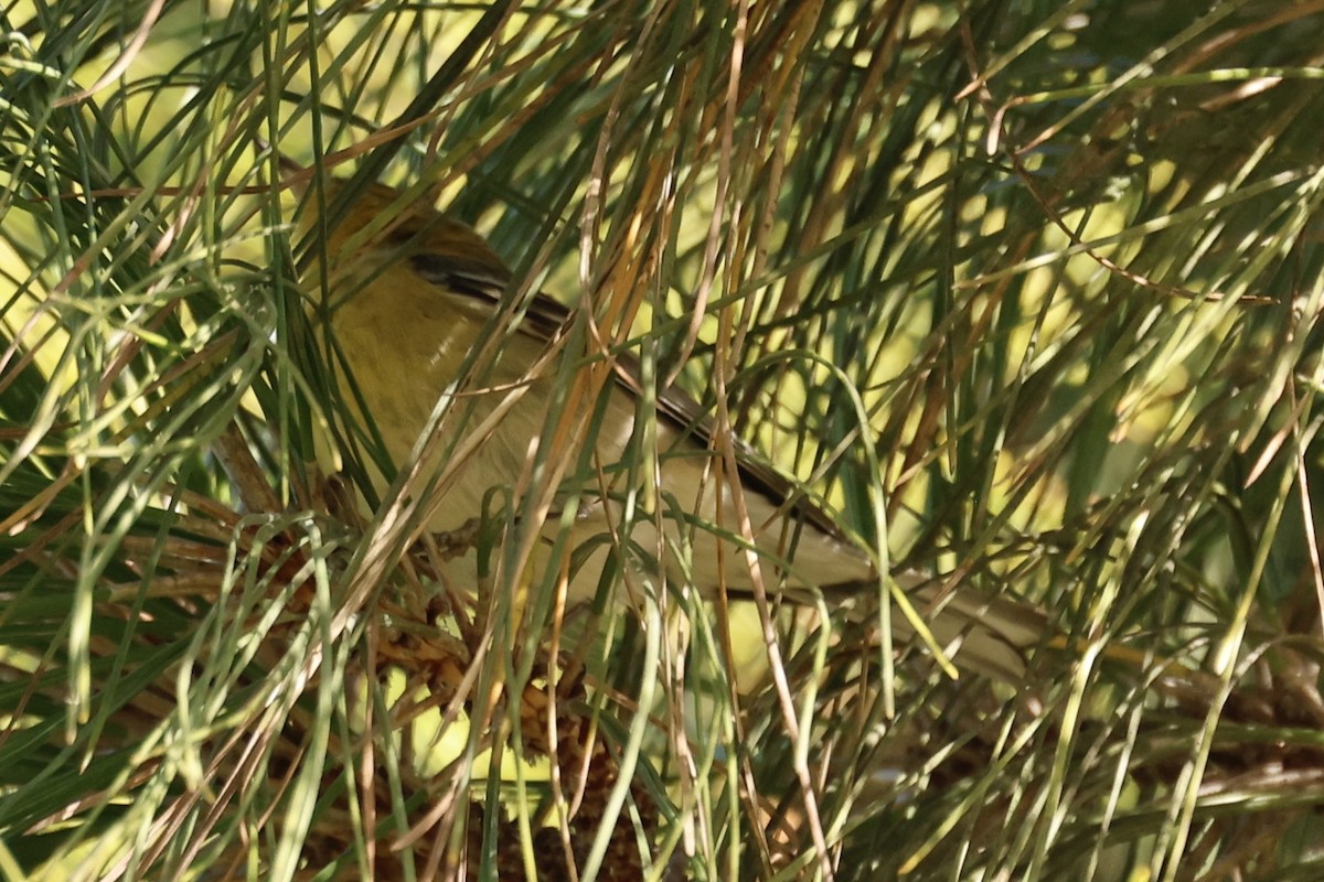 Pine Warbler - ML628986896