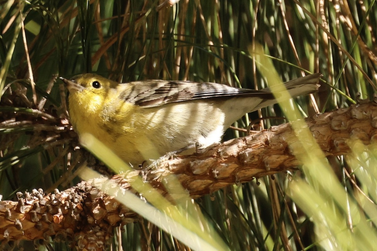 Pine Warbler - ML628986897