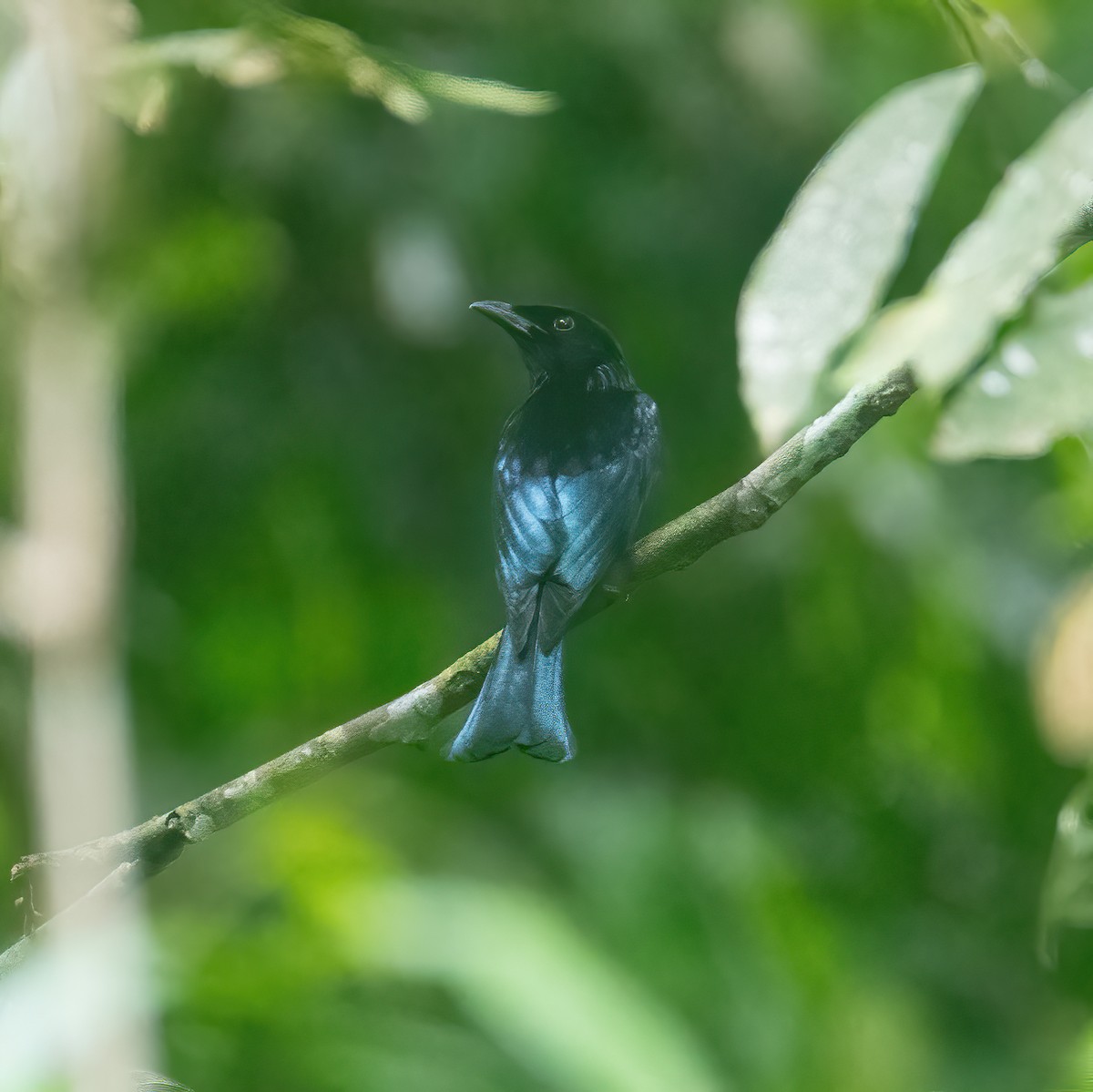 Short-tailed Drongo - ML628987201