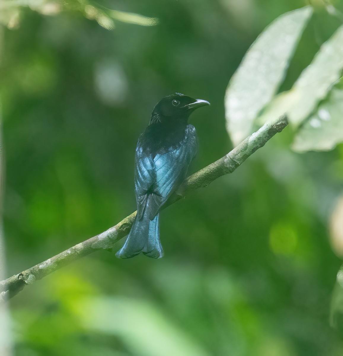 Short-tailed Drongo - ML628987202