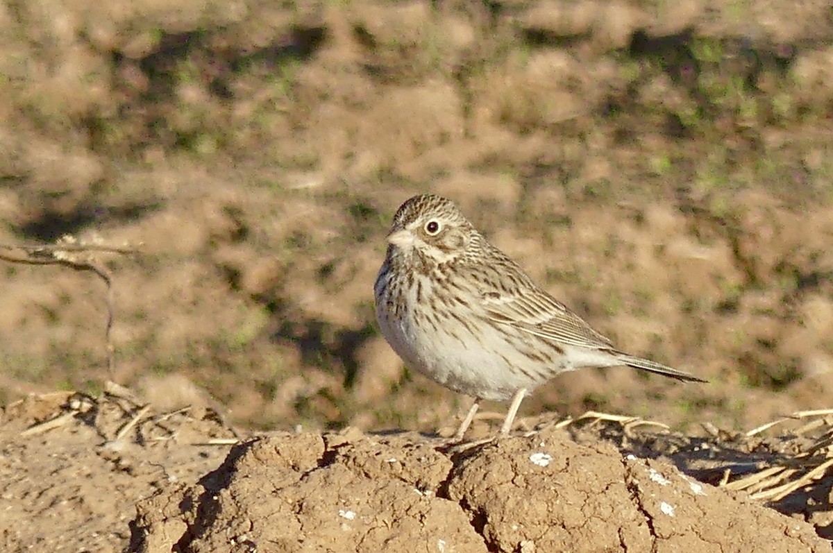 Vesper Sparrow - ML628987574