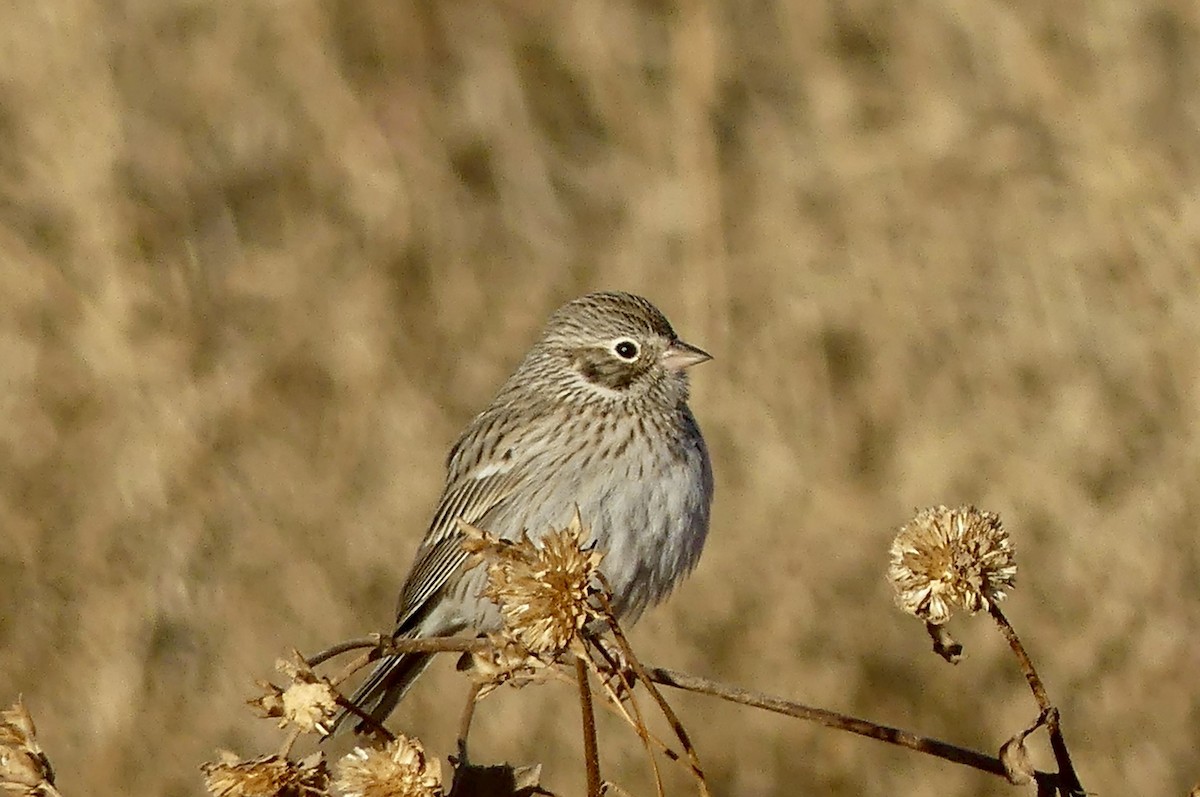 Vesper Sparrow - ML628987575