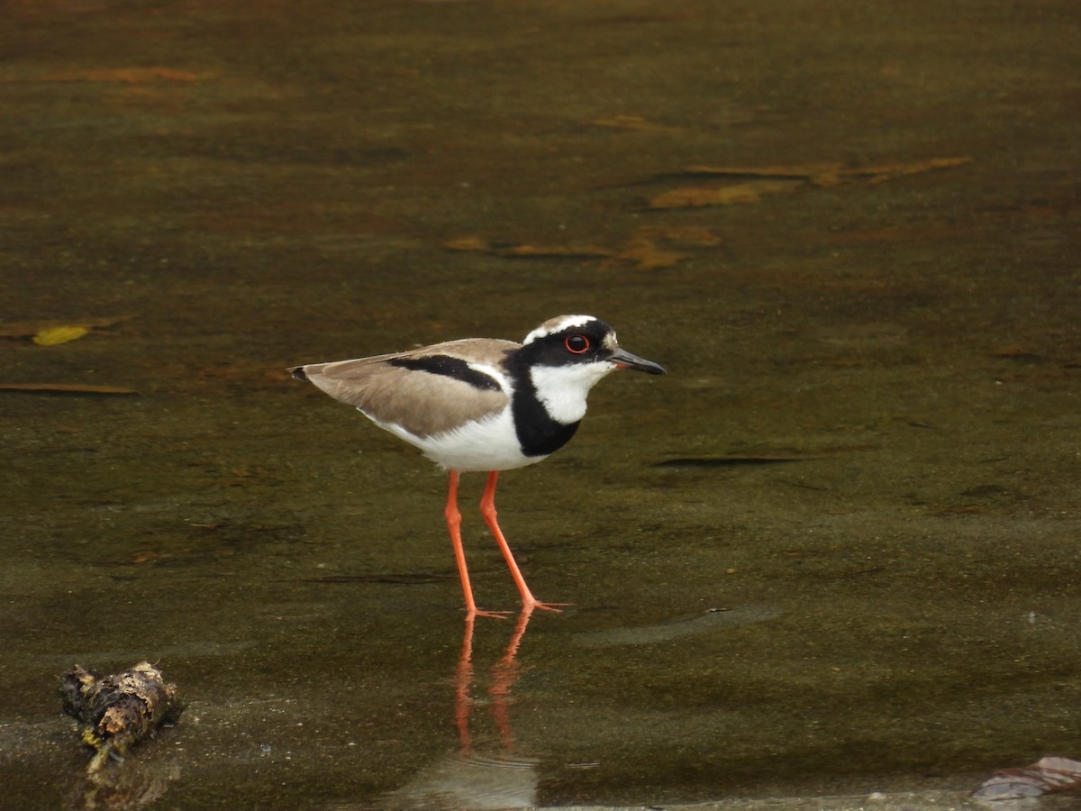 čejka kulíkovitá - ML628987613