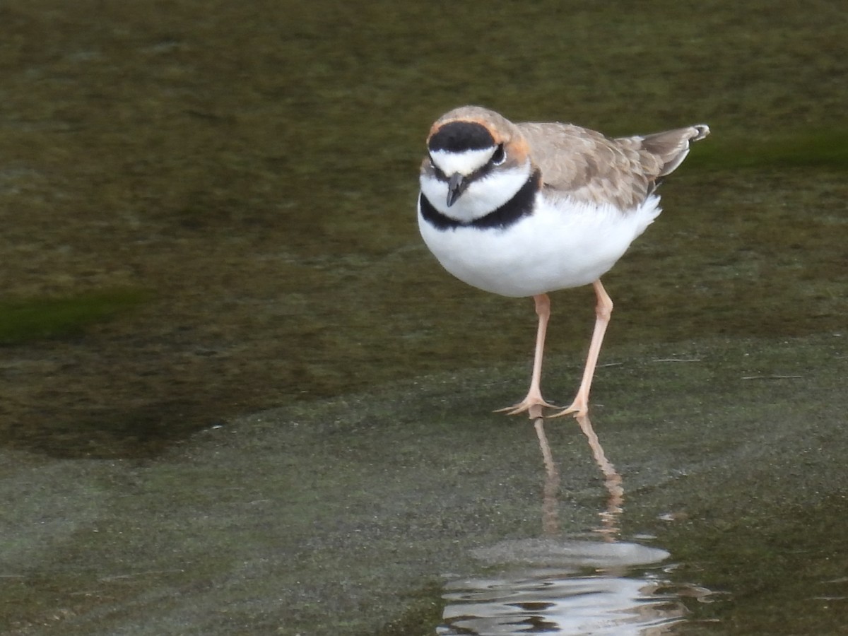 kulík límcový - ML628987622