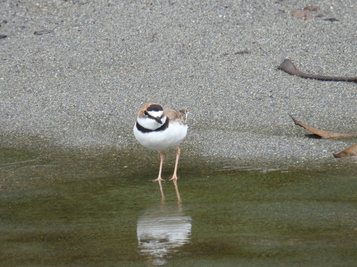 kulík límcový - ML628987623