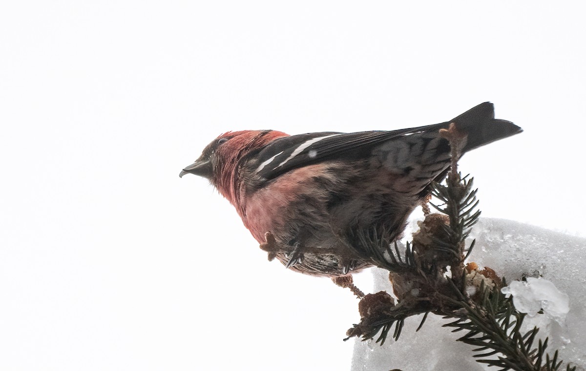 White-winged Crossbill - ML628987831