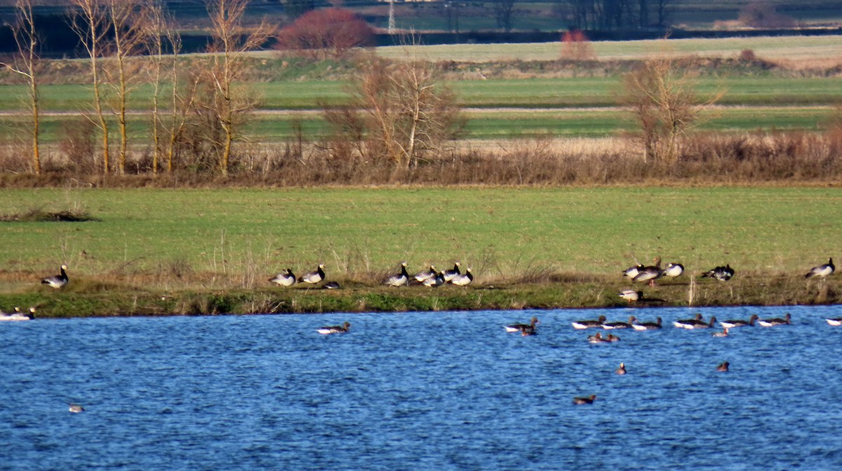 Barnacle Goose - ML628987843