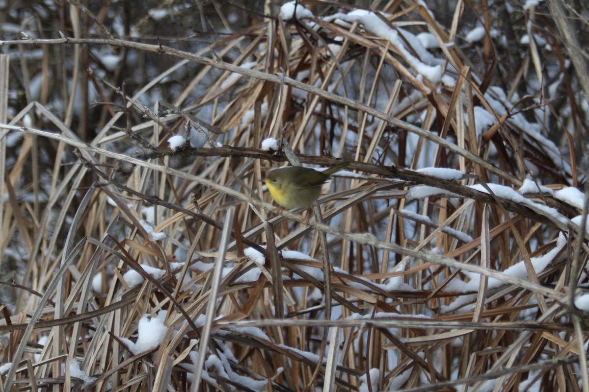 Common Yellowthroat - Carrie Patterson
