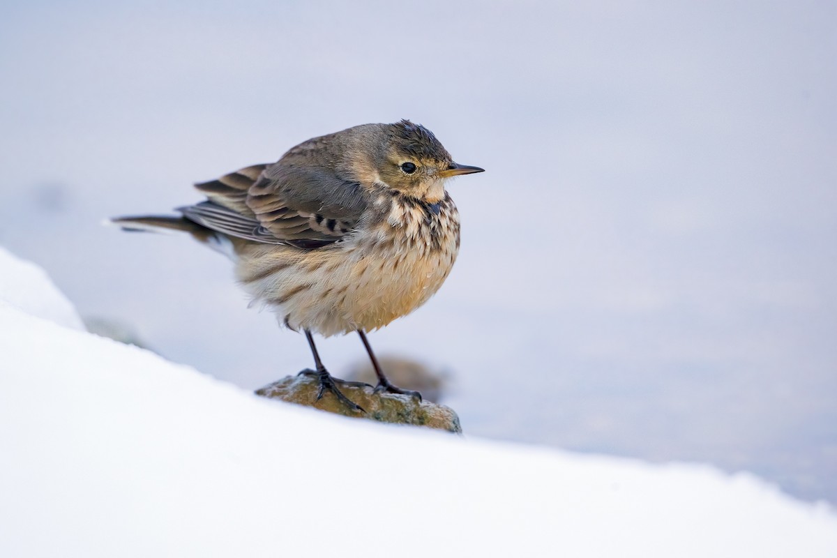 American Pipit - ML628987936