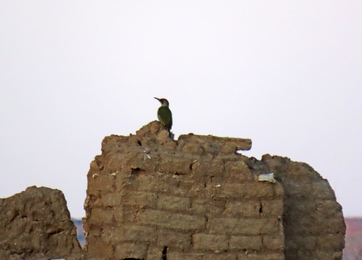 Iberian Green Woodpecker - ML628987938