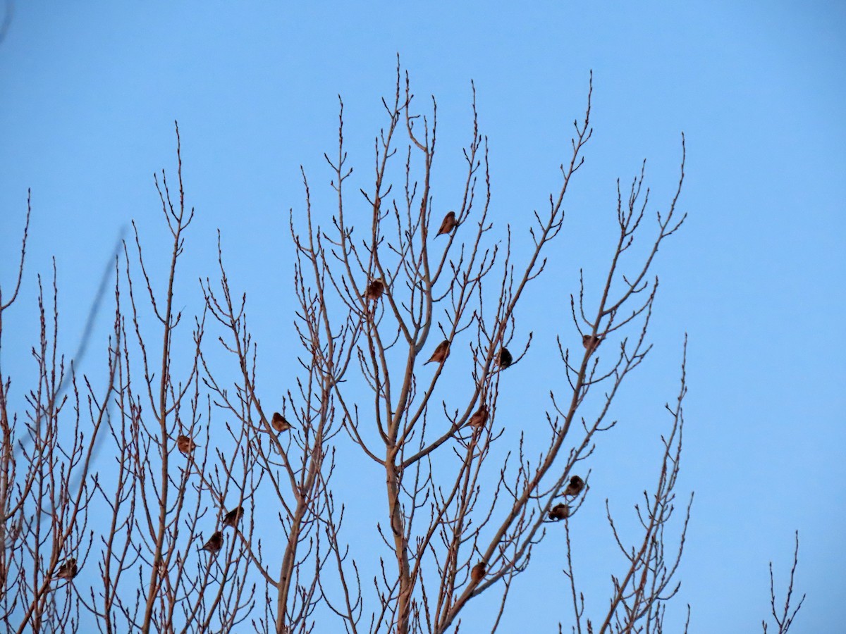 Eurasian Linnet - ML628988088