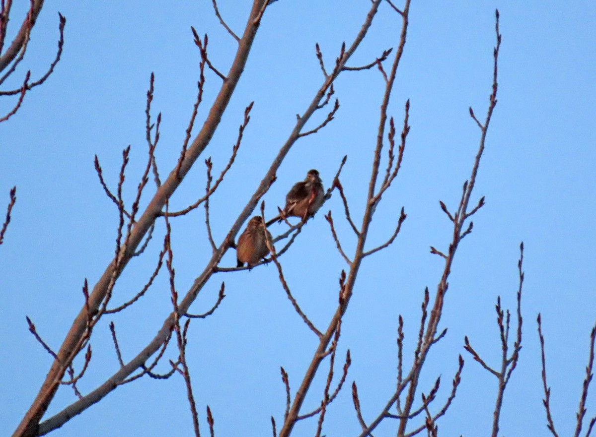 Eurasian Linnet - ML628988135