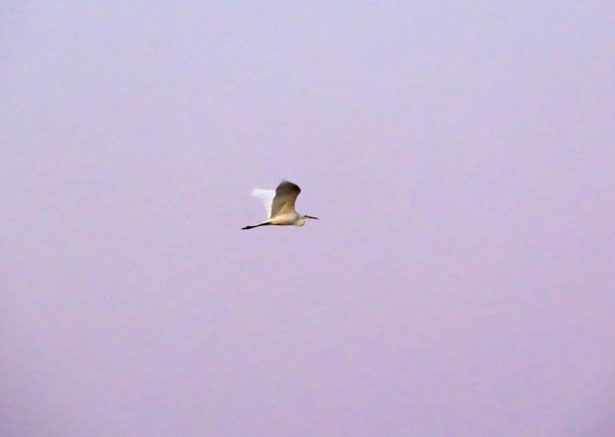 Great Egret - ML628988300