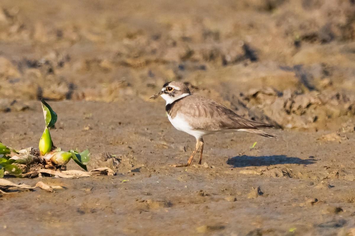 Long-billed Plover - ML628988382