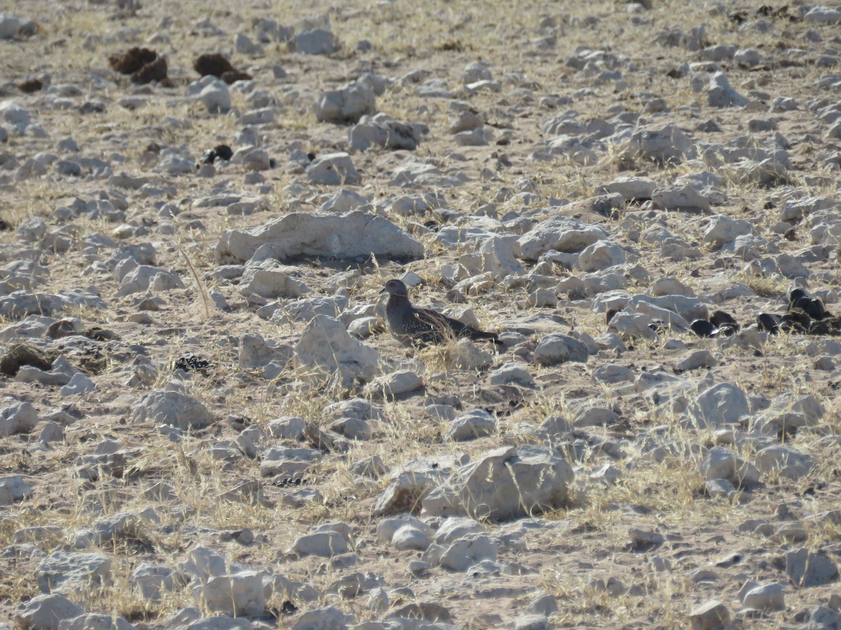 Speckled Pigeon - ML628988489