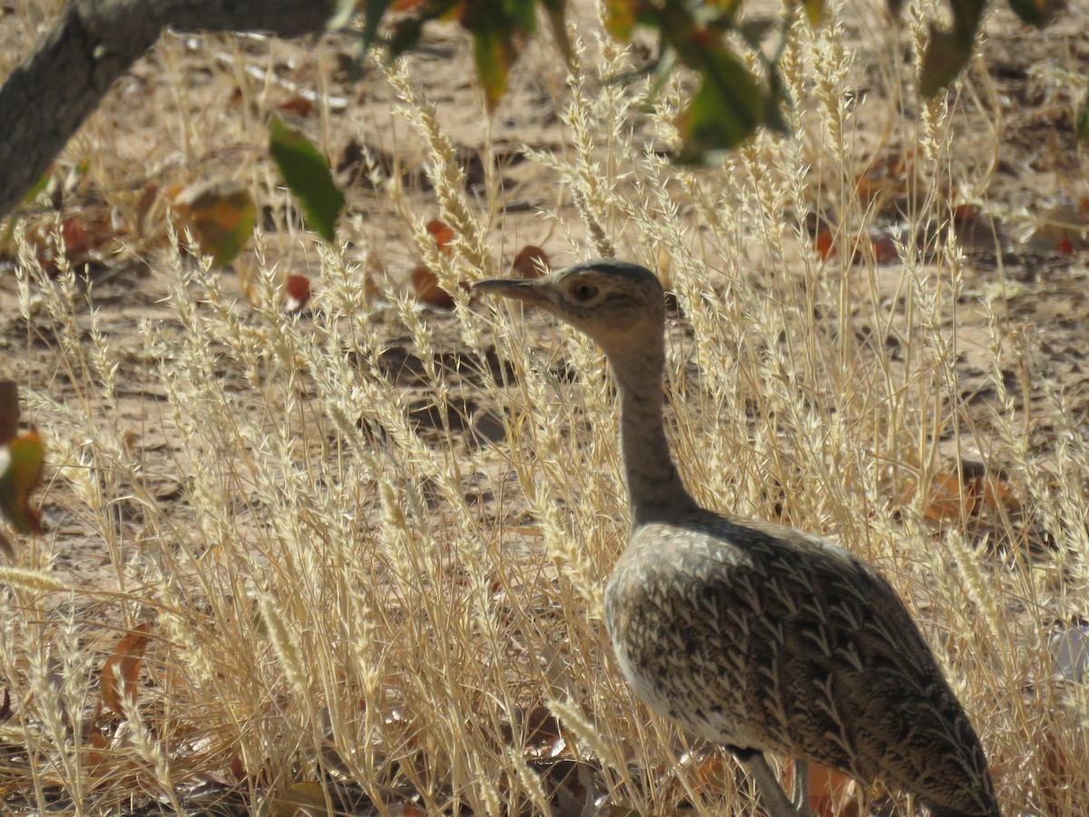 Red-crested Bustard - ML628988522