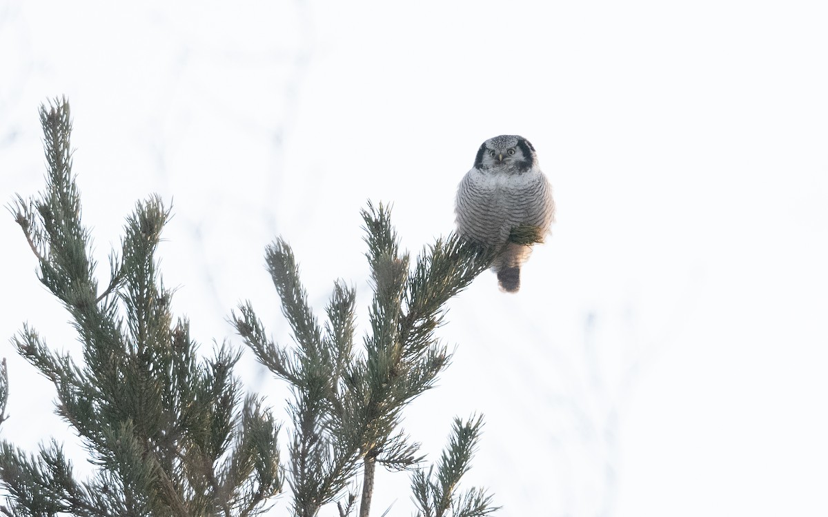 Northern Hawk Owl - ML628988561