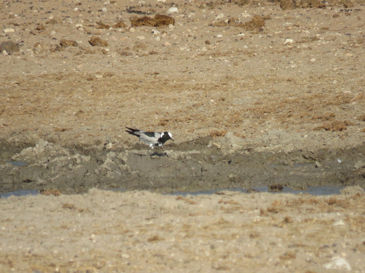Blacksmith Lapwing - ML628988570