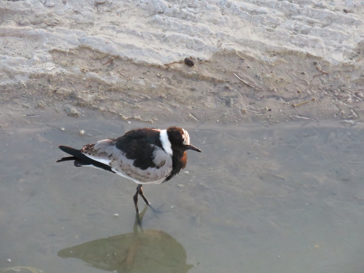 Blacksmith Lapwing - ML628988571