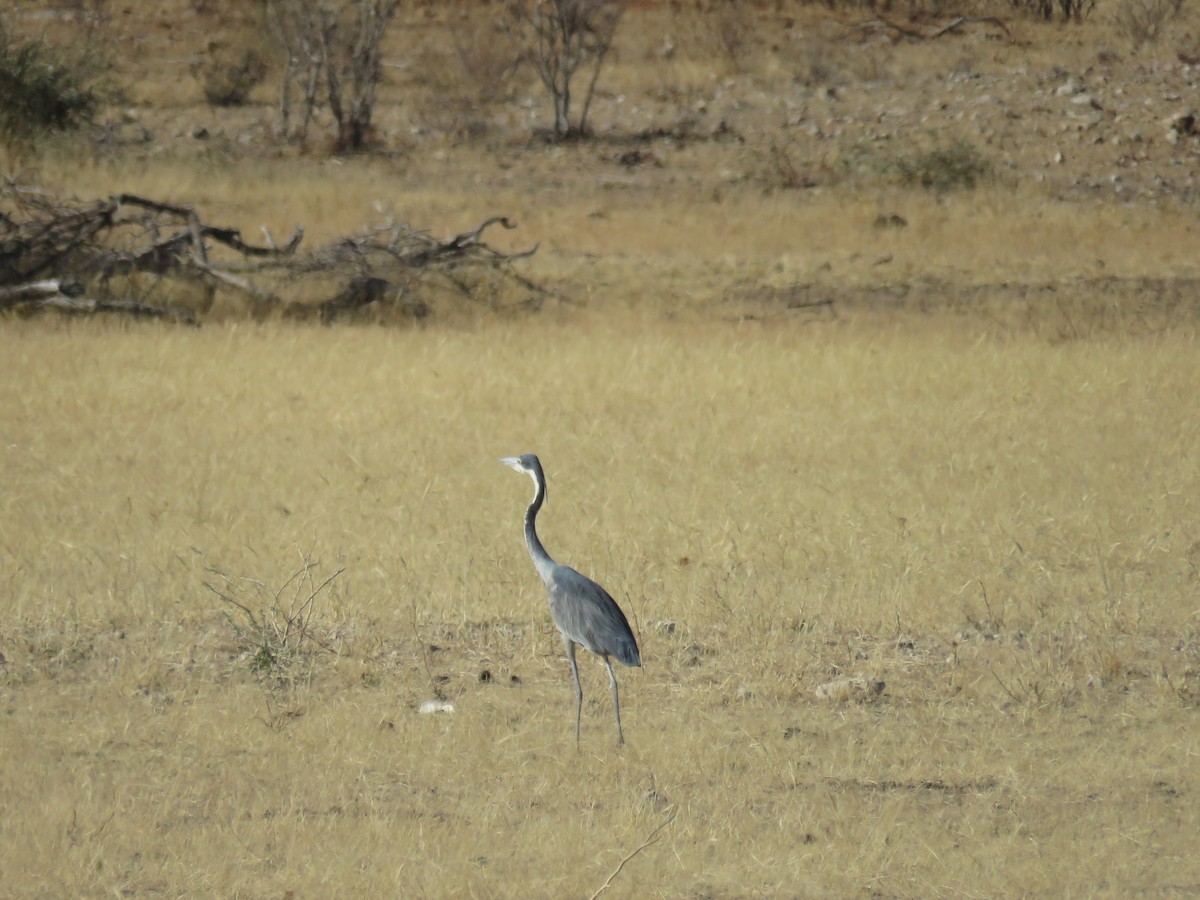 Black-headed Heron - ML628988595