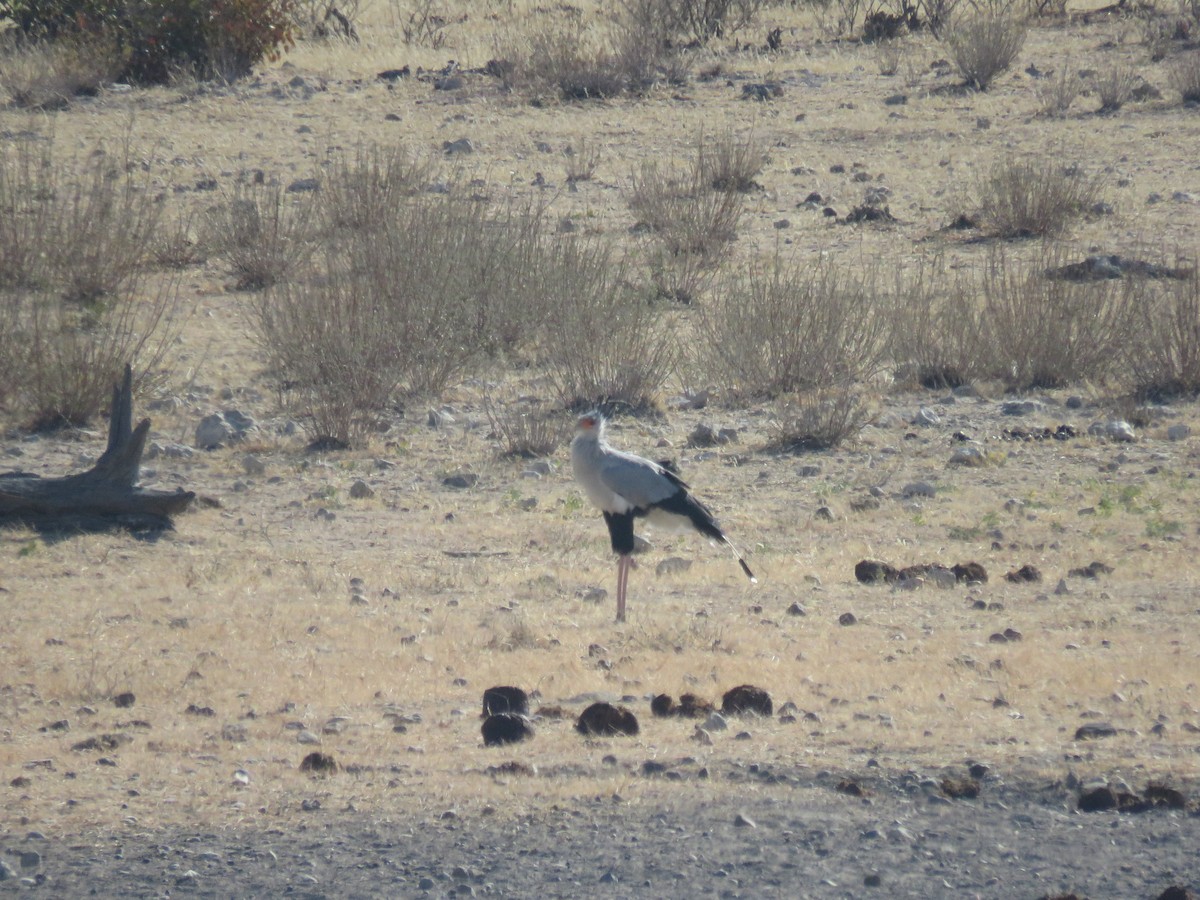 Secretarybird - ML628988608
