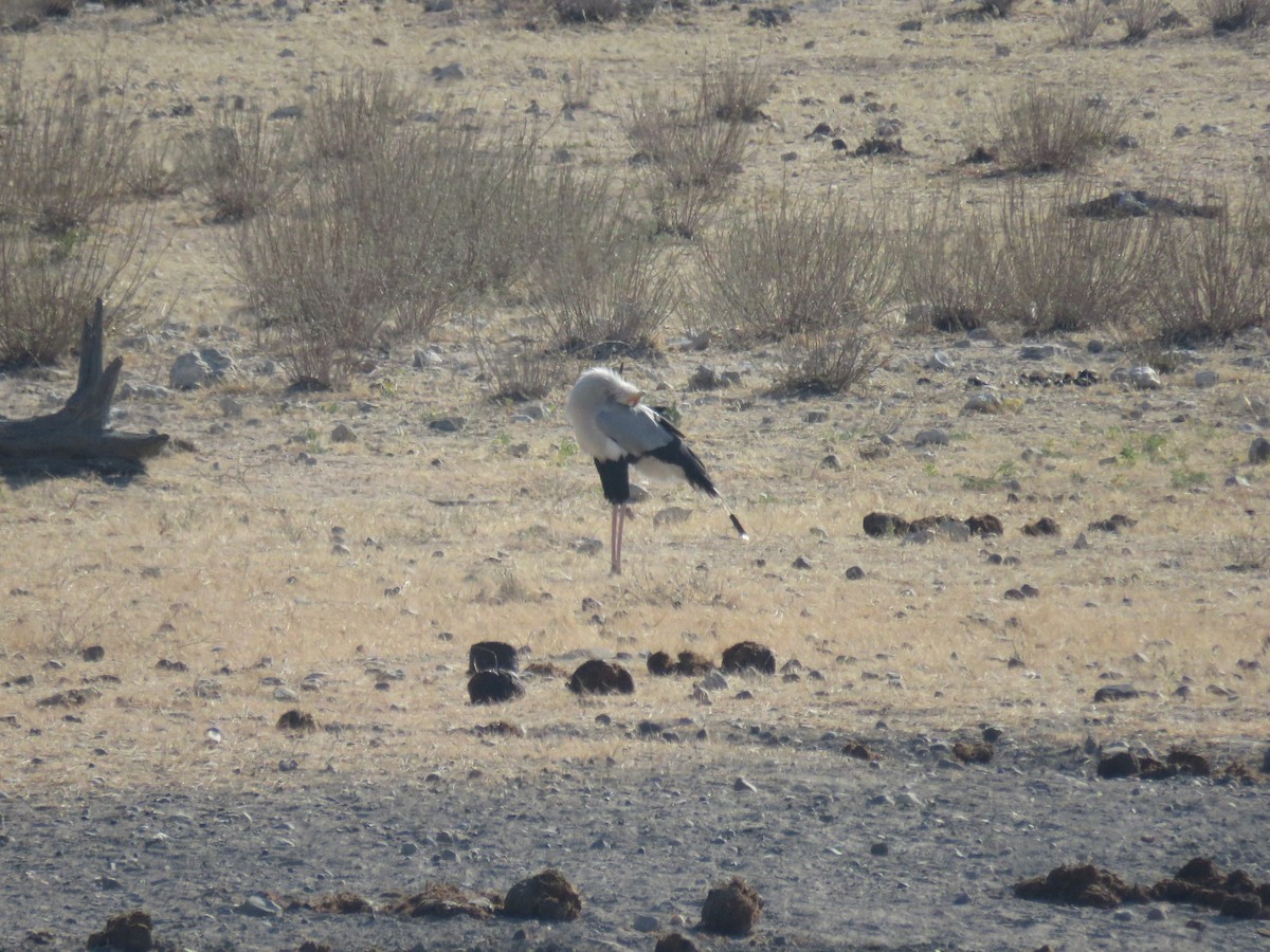 Secretarybird - ML628988609