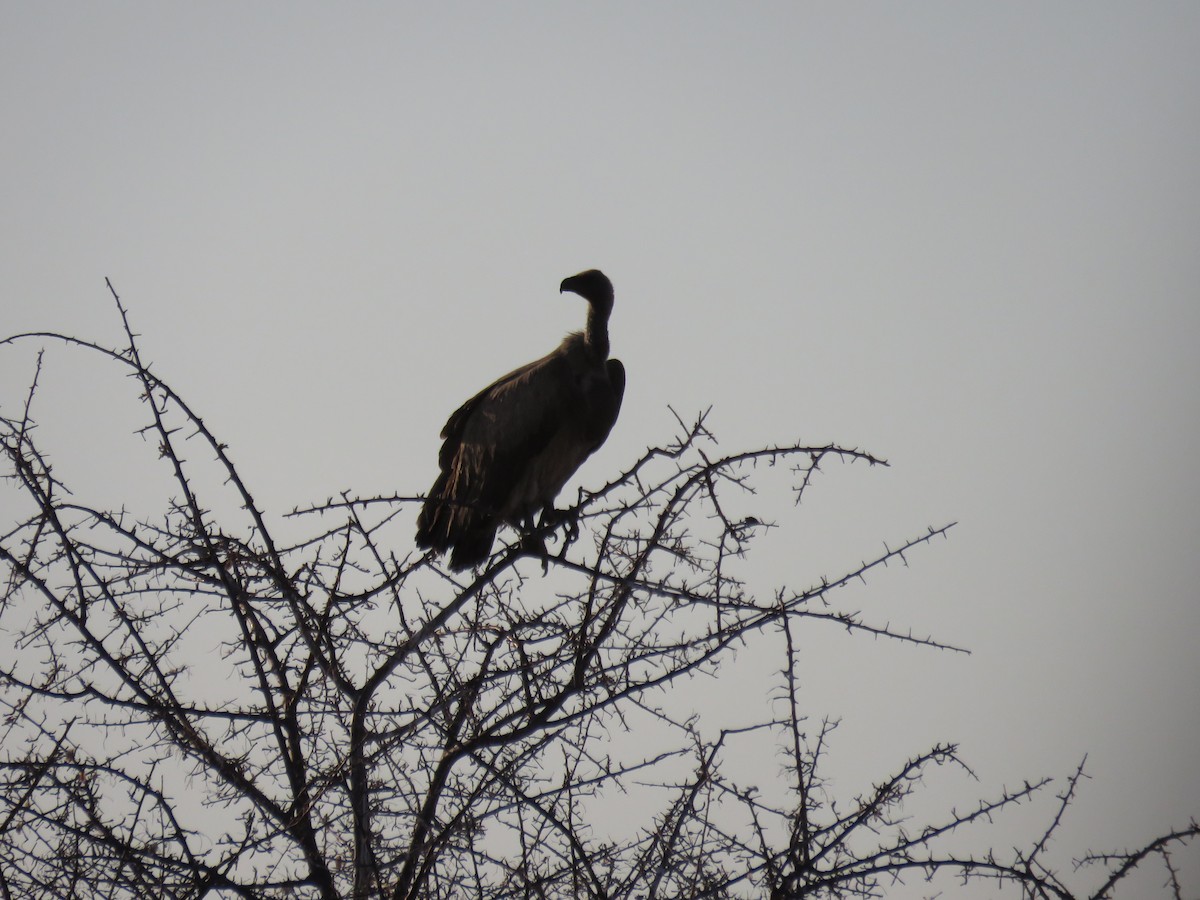 White-backed Vulture - ML628988631
