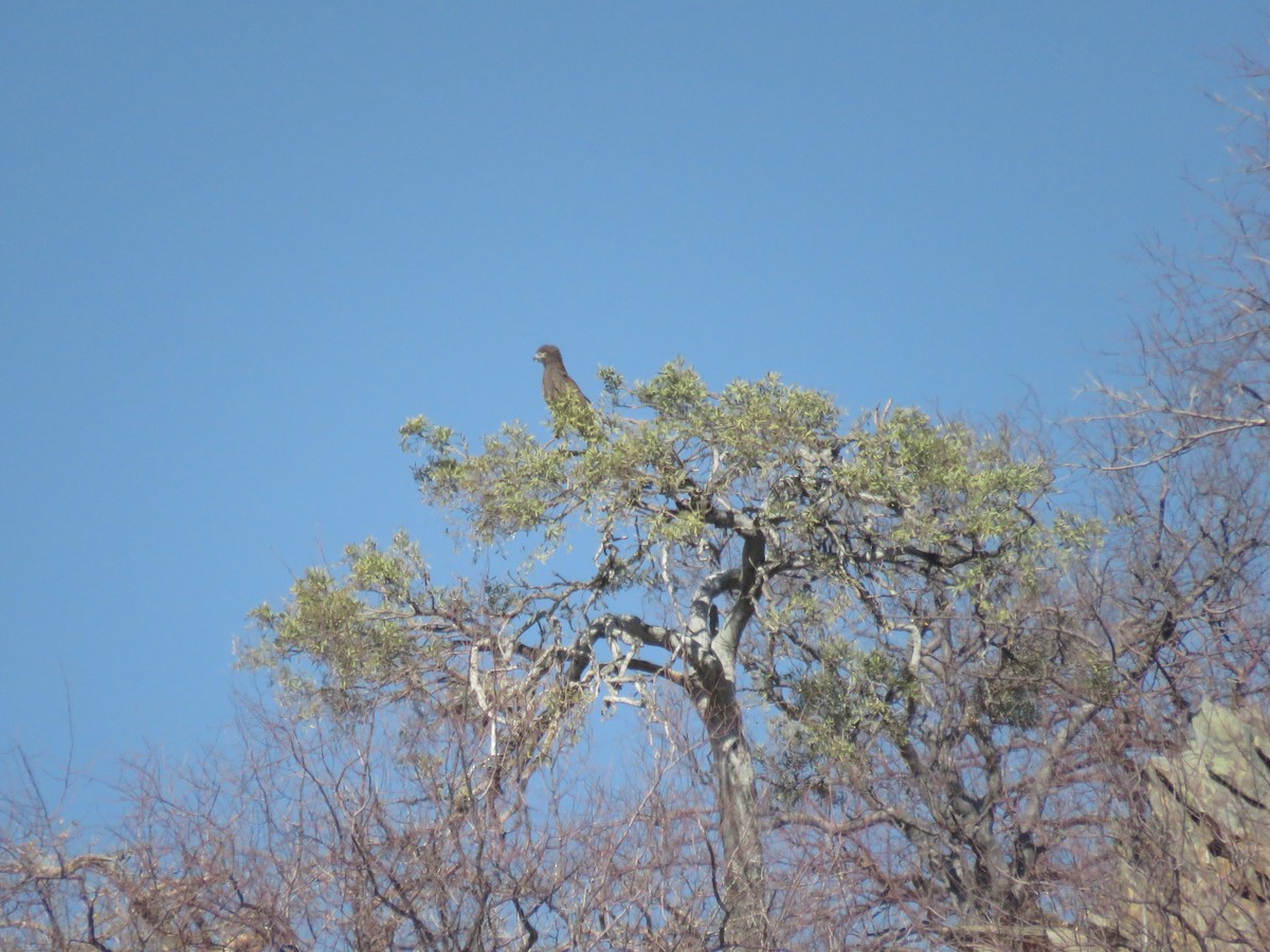 Brown Snake-Eagle - ML628988663