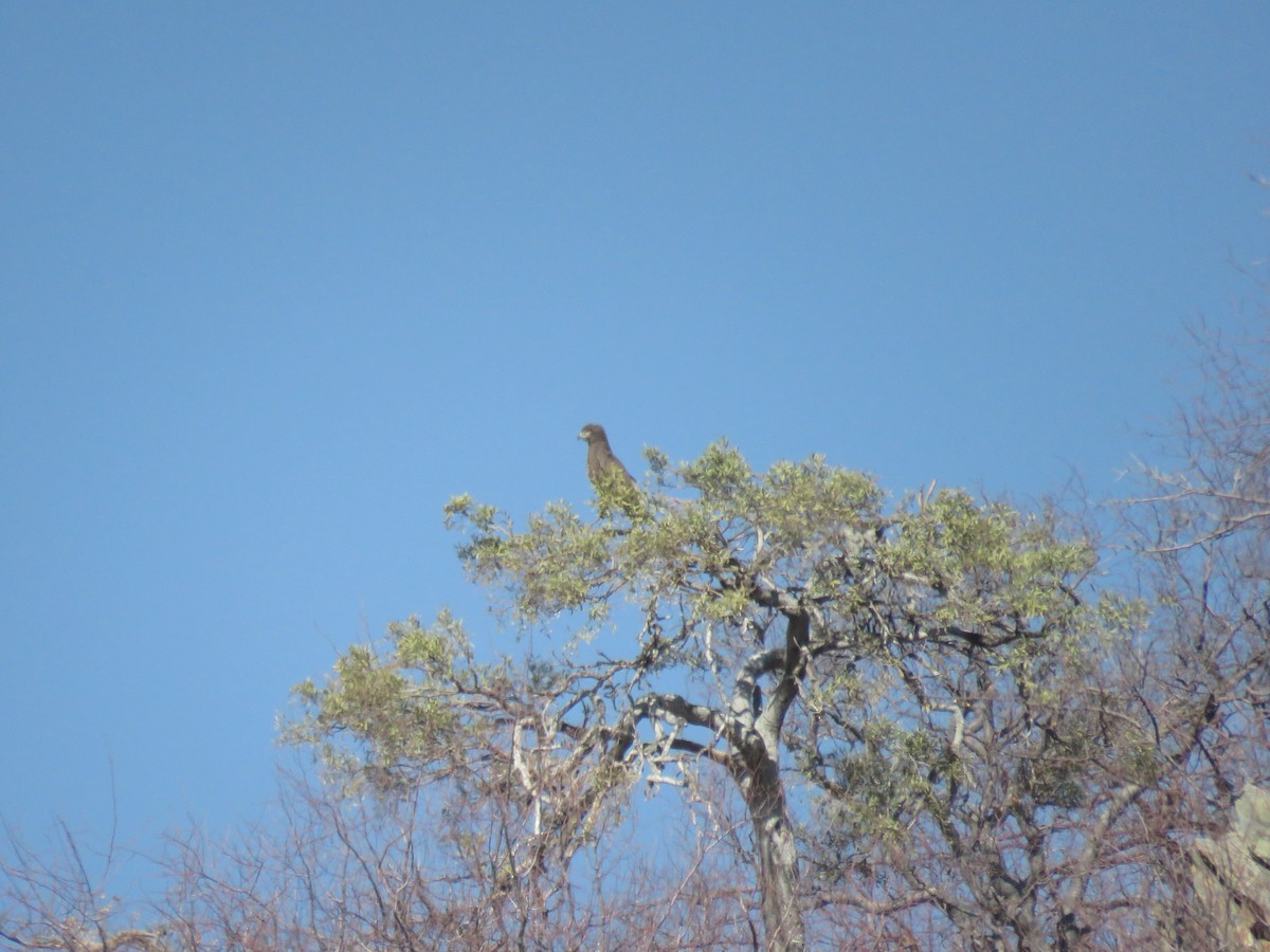 Brown Snake-Eagle - ML628988664