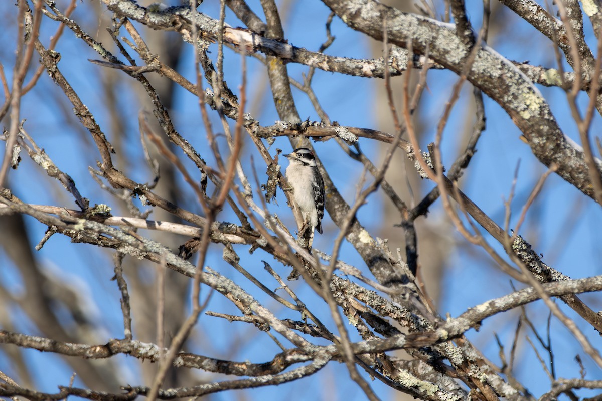 Downy Woodpecker - ML628988675