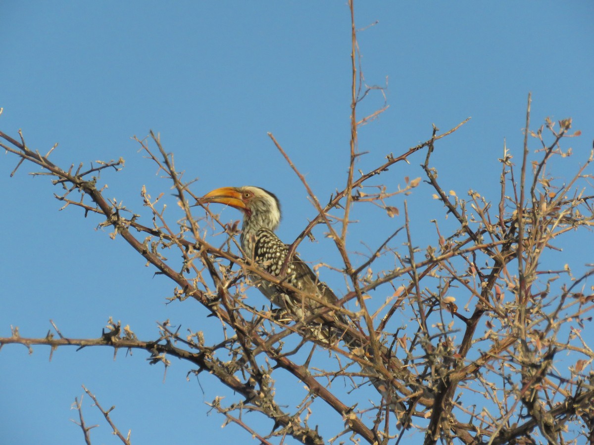 Southern Yellow-billed Hornbill - ML628988680