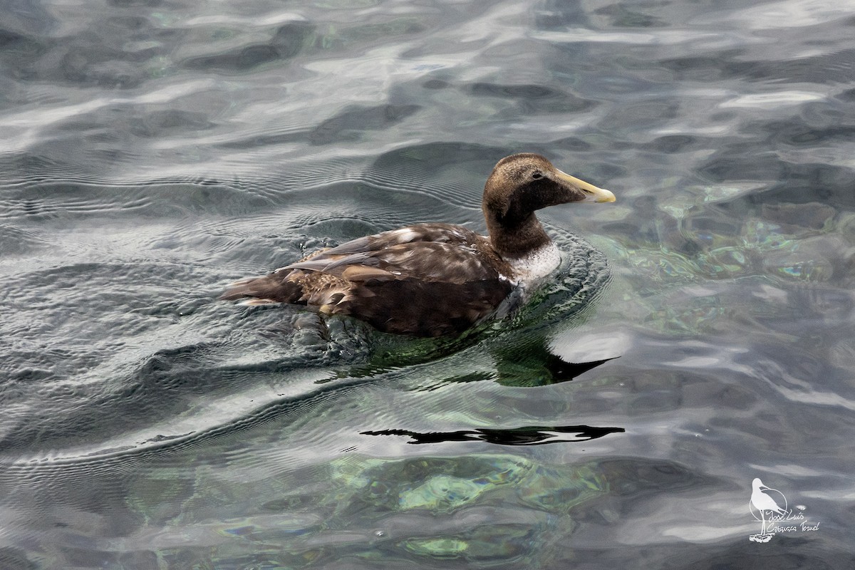 Common Eider - ML628988688
