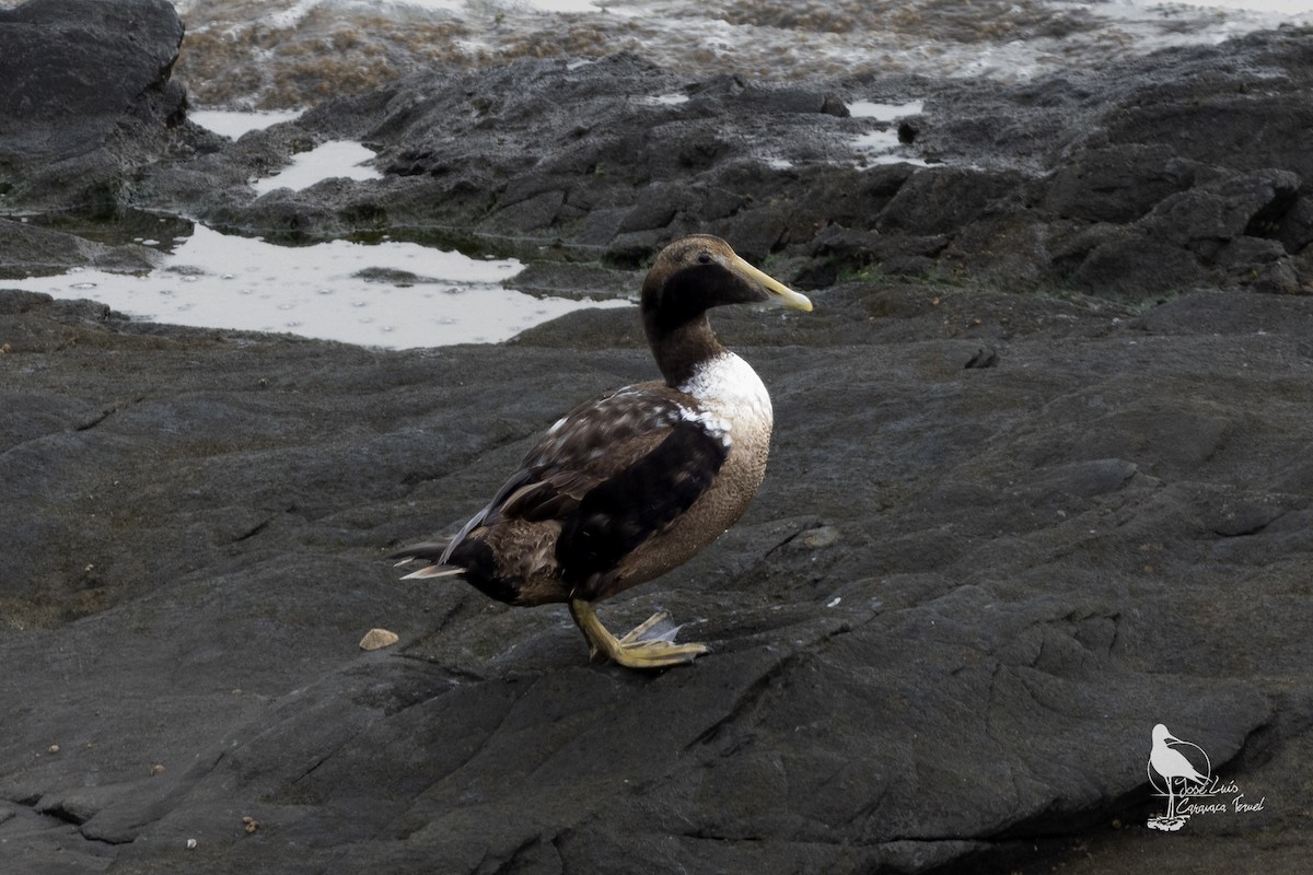 Common Eider - ML628988689
